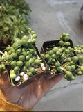 String of Pearls Succulents 2 Pack in 2" Pots, Senecio Rowleyanus, Indoor Trailing Green Plants