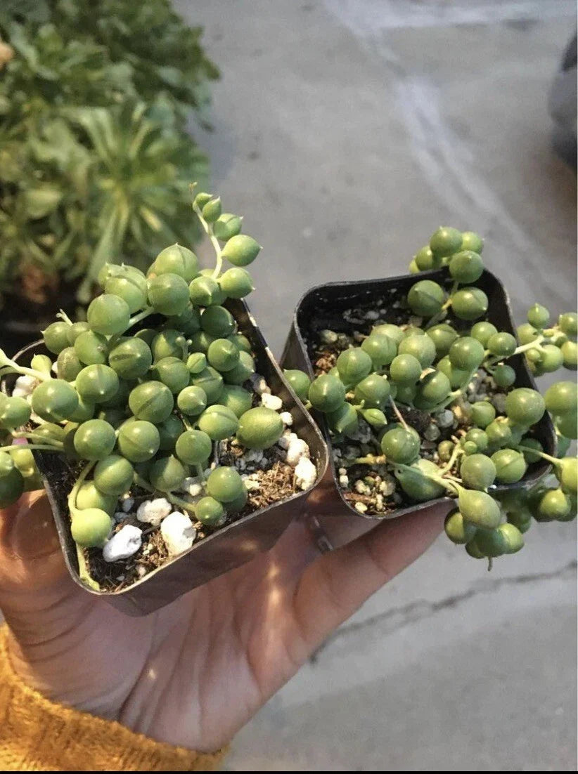 String of Pearls Succulents 2 Pack in 2" Pots, Senecio Rowleyanus, Indoor Trailing Green Plants