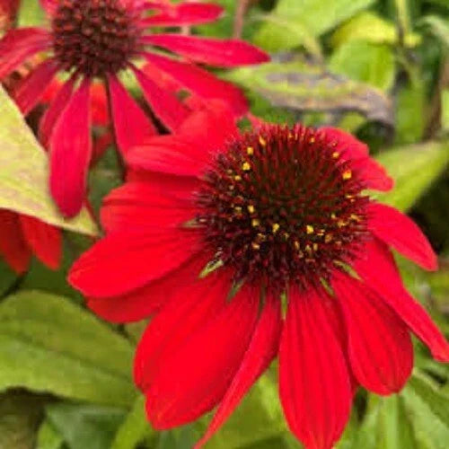 Sangita Coneflower Seeds, Echinacea purpurea, Perennial Flower Seeds, Purple-Pink Blooms, Butterfly & Bee Attractant, USA Seller