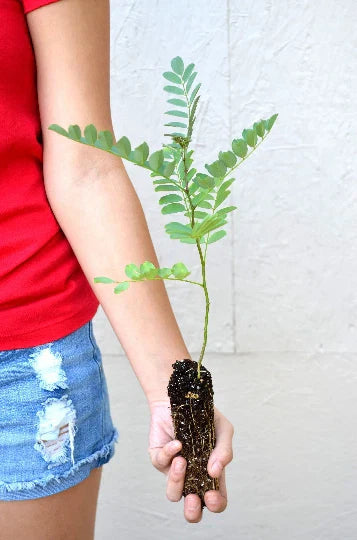 Black Locust Tree Sapling - 3 to 7+ Inches - Robinia pseudoacacia - Fast-Growing Drought-Tolerant Hardwood for Landscaping