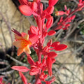 Red Yucca Starter Plants 2 Pack | Drought Tolerant, Low Maintenance, Hesperaloe parviflora, Outdoor Garden Perennials