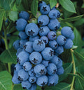 Jewel Blueberry Bush Starter Plant - Vaccinium corymbosum 'Jewel' - Compact, High-Yielding, Edible Berries