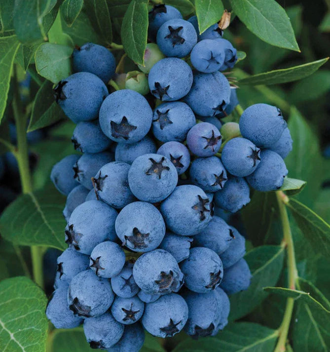 Jewel Blueberry Bush Starter Plant - Vaccinium corymbosum 'Jewel' - Compact, High-Yielding, Edible Berries