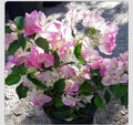 Bambino Bi Color Pink Bougainvillea Starter Plant - Small Well Rooted Bougainvillea spp.
