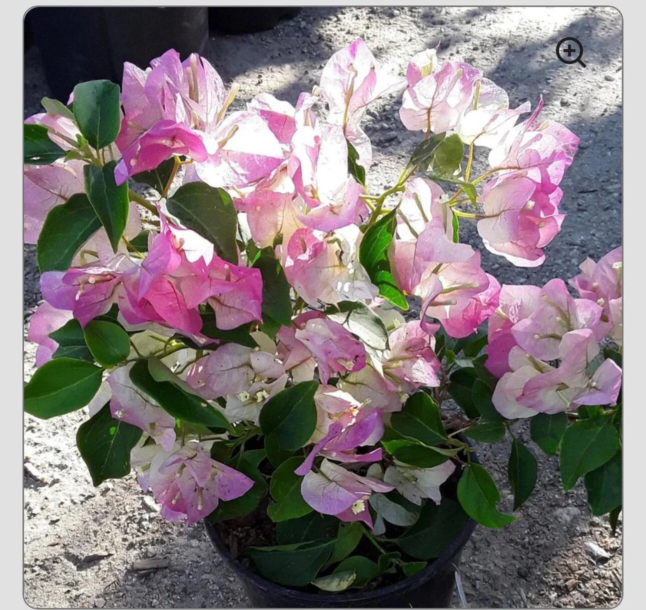 Bambino Bi Color Pink Bougainvillea Starter Plant - Small Well Rooted Bougainvillea spp.