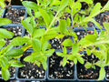 Stevia Rebaudiana Live Plant Plug – Well-Rooted Starter Herb for Gardening & Cooking