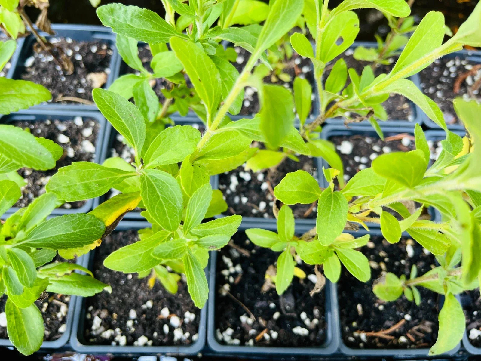 Stevia Rebaudiana Live Plant Plug – Well-Rooted Starter Herb for Gardening & Cooking