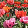 Semi-Dwarf Poppy Seeds - Papaver orientalis 'Pizzicato' Flowering Perennial for Gardens, 25 Seeds