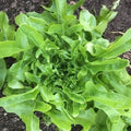 Oakleaf Lettuce Seeds - Organic Lactuca sativa var. crispula for Home Gardens, Containers, and Raised Beds