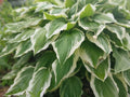 Hosta Roots 3 Pack - Patriot Variegated Green with White Edges - Hosta plantaginea