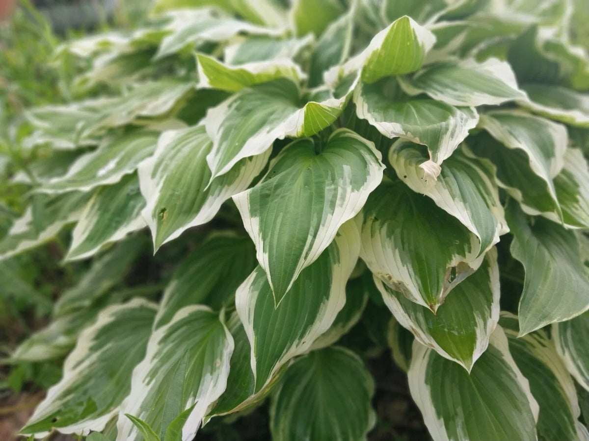 Hosta Roots 3 Pack - Patriot Variegated Green with White Edges - Hosta plantaginea