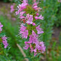 Hyssop Seeds 100 Count | Rose Perennial Herb | Aromatic, Medicinal, Culinary | Hyssopus officinalis