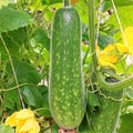 Fuzzy Hair Melon Seeds - Wax Gourd Fuzzy Hair Fleshy Fruit - Cucurbita maxima, 20 Seeds Pack