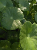 Pennywort Marginal Pond Plant with Many Stems - Hydrocotyle spp. for Water Gardens & Bogs