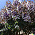 Royal Empress Tree Seeds - 100+ Paulownia tomentosa Purple Flowers Fast Growing Deciduous Tree Seeds