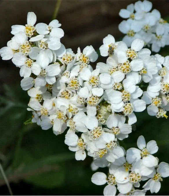 White Yarrow Seeds - Organic Perennial Herb Achillea Millefolium, Easy to Grow, Pollinator-Friendly, Garden Plant, 100+ Seeds