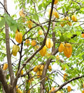 Starfruit Tree Cuttings 6-8 Inch - Averrhoa carambola - Includes Planting Extras
