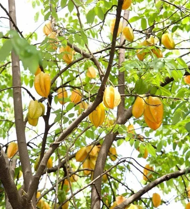 Starfruit Tree Cuttings 6-8 Inch - Averrhoa carambola - Includes Planting Extras
