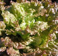 Red Romaine Lettuce Seeds – Heirloom Non-GMO, Organic Gardening Supplies, 500 Seeds, Lactuca sativa, Salad Greens, Easy to Grow