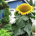 Mongolian Sunflower Seeds 10 Pack | Helianthus annuus | Largest Sunflower in the World | Tall, Bright Yellow Blooms