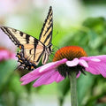Purple Cone Flower Seeds - 200 Pack Echinacea Purpurea for Gardens, Pollinators & Wildflower Borders