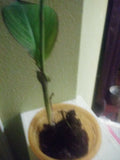 Water Canna Lily Plant, Orange, Potted, Canna indica, Water Garden, Pond, Tropical Foliage