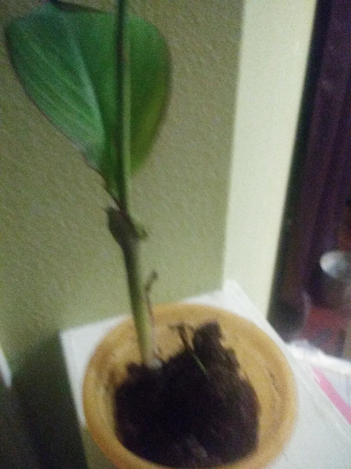 Water Canna Lily Plant, Orange, Potted, Canna indica, Water Garden, Pond, Tropical Foliage