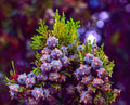 Oriental Arborvitae Tree Seeds 30 Pack, Evergreen, Drought-Resistant, Platycladus orientalis, for Privacy, Landscaping, Garden Planting