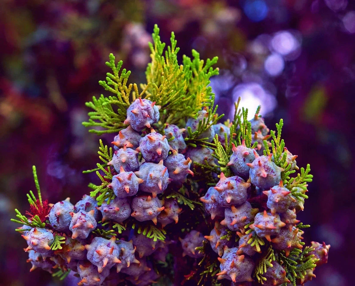 Oriental Arborvitae Tree Seeds 30 Pack, Evergreen, Drought-Resistant, Platycladus orientalis, for Privacy, Landscaping, Garden Planting