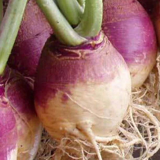 Rutabaga Seeds - American Purple Top Variety - Organic Brassica napus for Planting - Pack of 100 Seeds