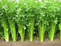 Chinese Celery Seeds - 5000 Non-GMO Heirloom Seeds - Apium graveolens var. dulce - Fresh, Organic, Full Sun, Annual Plant