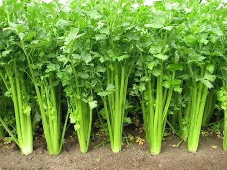 Chinese Celery Seeds - 5000 Non-GMO Heirloom Seeds - Apium graveolens var. dulce - Fresh, Organic, Full Sun, Annual Plant