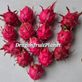Dragon Fruit Cuttings 12-18 Inches | Over 20 Varieties Hylocereus spp. for Gardening & Container Planting