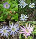 Tenpetal Anemone Seeds, Anemone berlandieri, Wind-flower Seeds, Perennial, 50+ Seeds, Garden Flower, Full Sun to Partial Shade