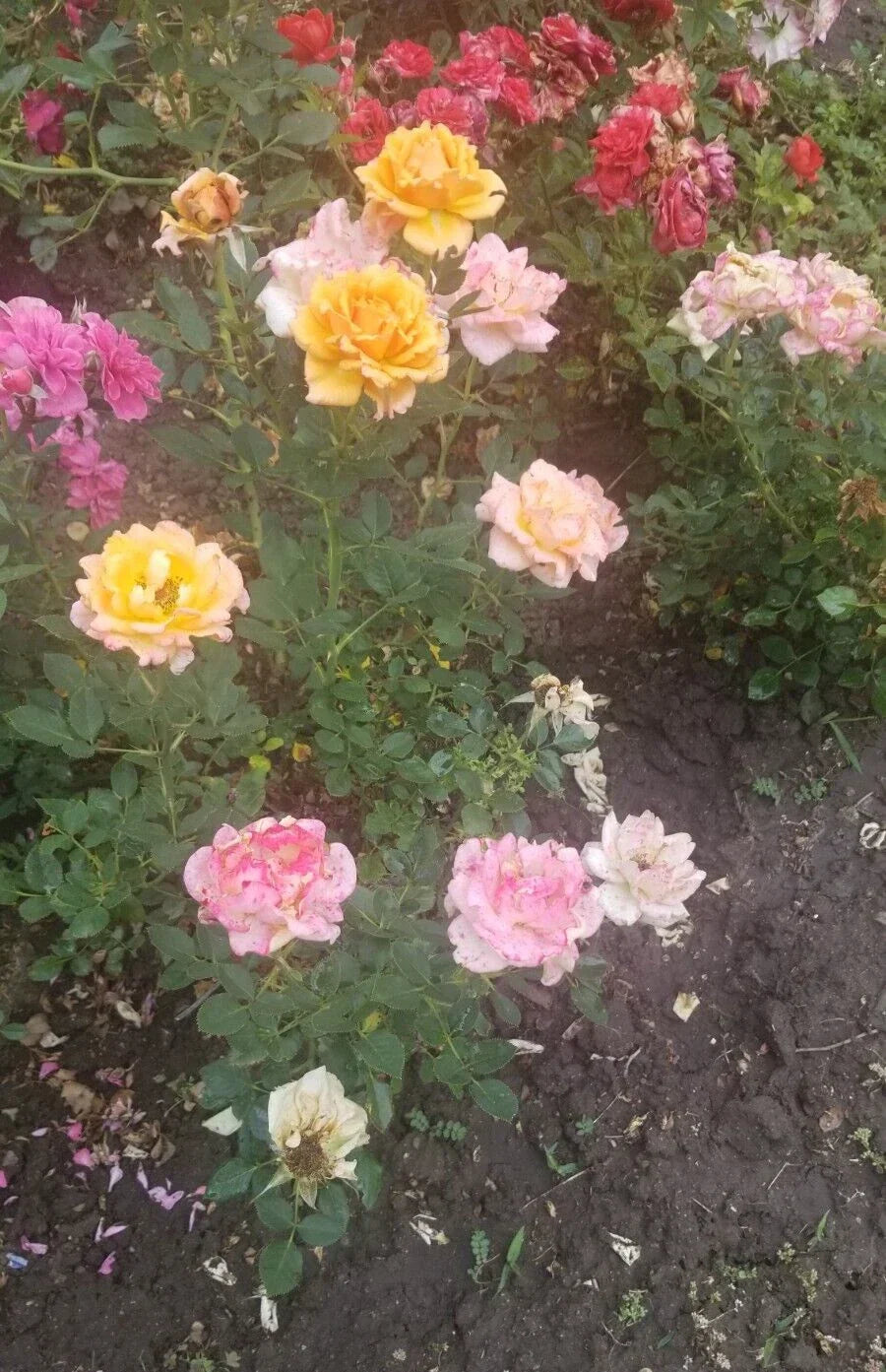 Miniature Rose Cuttings 3-Pack - Apricot to Pink Rosa spp. Live Plant Clippings for Garden and Container