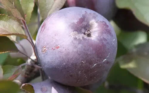 Roberts Crabapple Seeds for Planting - Malus × 'Roberts' - Ornamental Deciduous Tree for Landscaping and Gardens