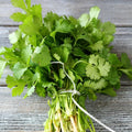 Cilantro Seeds - 500+ Non-GMO Coriandrum sativum for Indoor & Outdoor Gardening, Culinary Use, Free Shipping