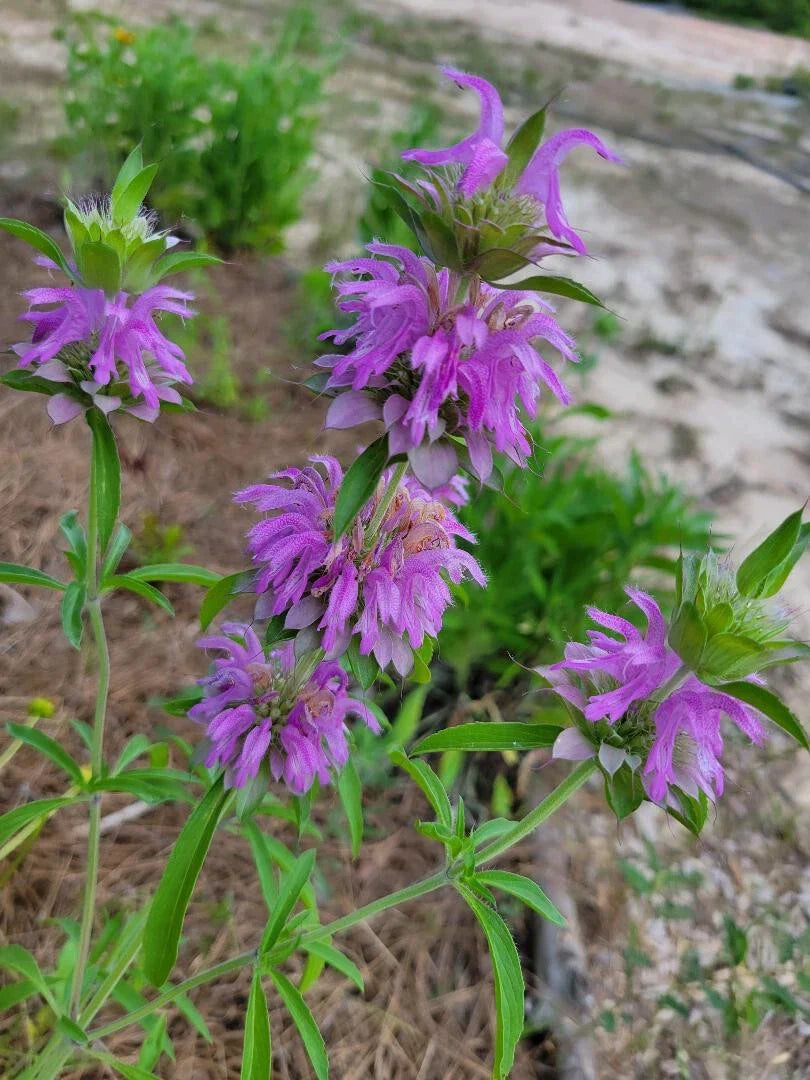 Lemon Bee Balm Seeds 25 Pack Monarda Citriodora Butterfly Bee Friendly Florida Grown