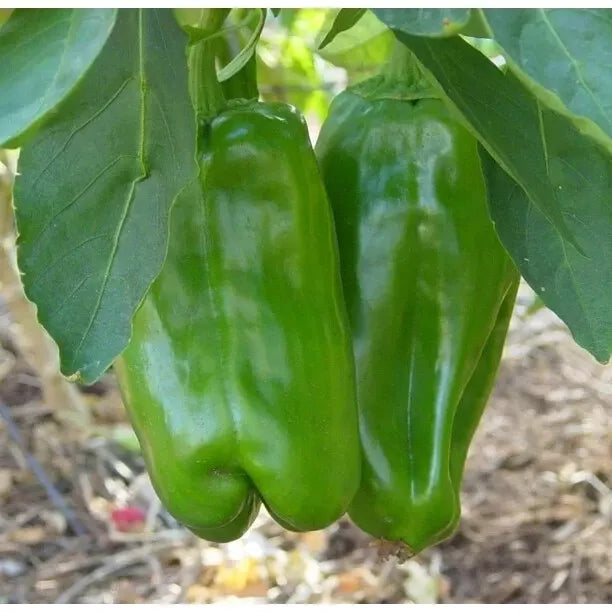 Big Bertha Sweet Pepper Seeds - Heirloom Non-GMO Capsicum annuum for Large, Juicy Peppers, Garden or Container Planting
