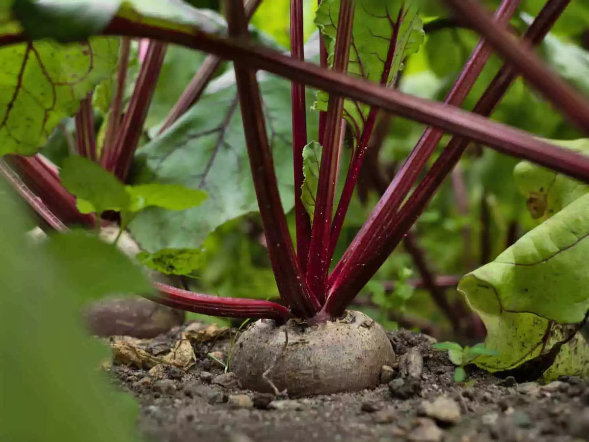 Egyptian Beet Seeds - Flat, Organic, Non-GMO Beta vulgaris, German Heirloom, Vegetable Gardening