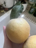 Asian Pear Seeds 5 Pack Non-GMO Edible Fruit Garden Pyrus pyrifolia for Home Growing