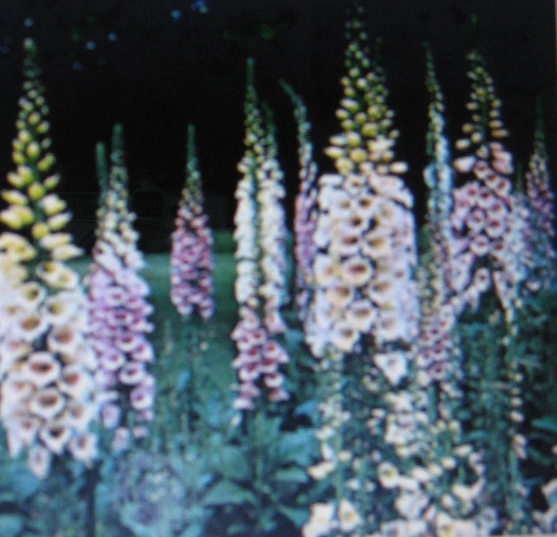 Digitalis Foxglove Seeds - Mixed Colors, Easy Care, Hummingbird Attractant, Digitalis purpurea, Garden Flower Seeds