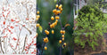 Winterberry Holly Cuttings 6-Pack, Red & Yellow Berries, Ilex verticillata, Deciduous Shrub for Rooting and Landscaping