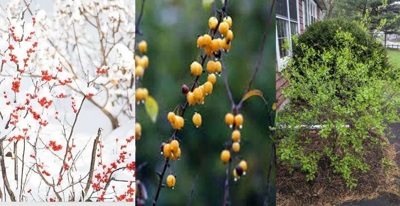 Winterberry Holly Cuttings 6-Pack, Red & Yellow Berries, Ilex verticillata, Deciduous Shrub for Rooting and Landscaping