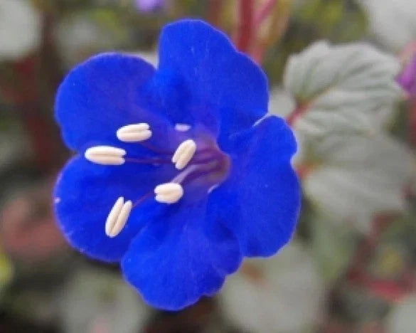 California Bluebell Flower Seeds - 50 Pack, Vibrant Blue, Phacelia campanularia, Easy to Grow, Pollinator Attractant, Garden & Container