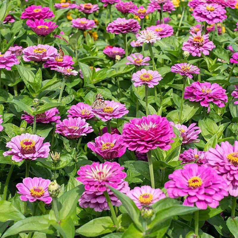 Dream Zinnia Seeds - 100+ Pack, Colorful Flowers, Zinnia elegans, Annual Garden Seeds for Borders, Containers & Pollinator Attraction