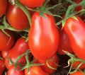 Italian Roma Tomato Seeds - 100+ Count, Determinate Variety for Sauce, Home Garden, Solanum lycopersicum