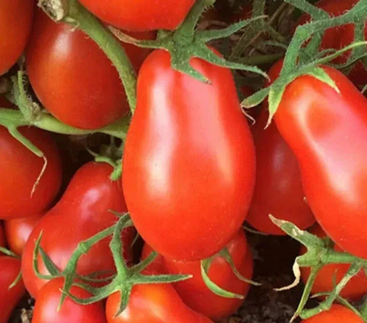 Italian Roma Tomato Seeds - 100+ Count, Determinate Variety for Sauce, Home Garden, Solanum lycopersicum