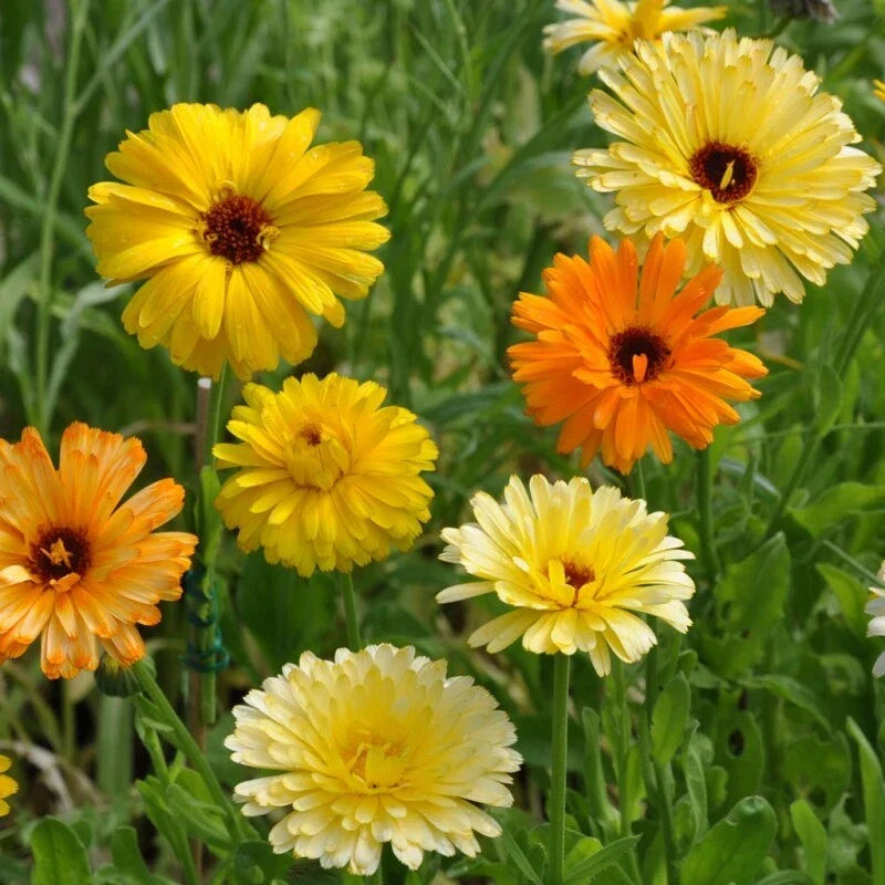 Calendula Seeds | Pacific Beauty Mix | Edible Heirloom Flowers | Calendula officinalis | Full Sun Annual Seeds