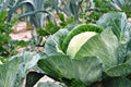 Cabbage Seeds - 100+ Heirloom Non-GMO All Seasons Brassica oleracea Seed Packet